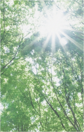 持続可能な未来を象徴する、森林に光が差し込む風景